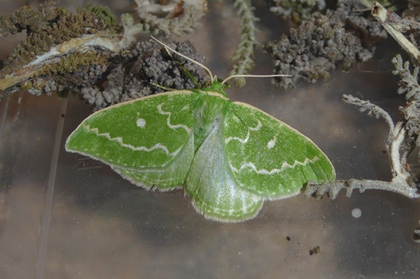 Thetidia sardinica